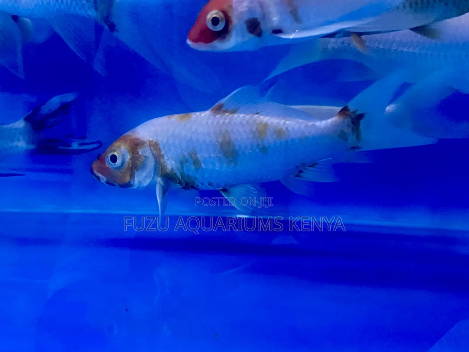 Nairobi’S Top Source for Koi Fish