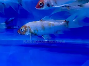 Nairobi’S Top Source for Koi Fish