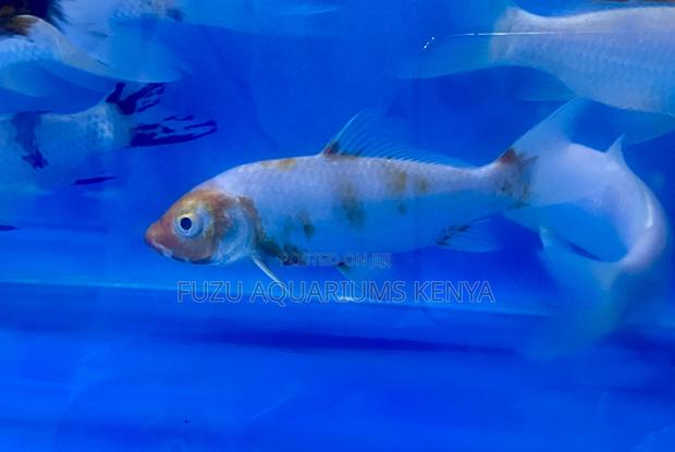 Nairobi’S Top Source for Koi Fish - main view