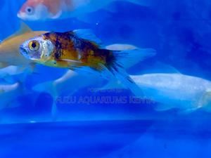 Elegant Koi Fish Ready - thumbnail 2
