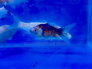 Goldfish That Are Easy to Maintain - thumbnail 2