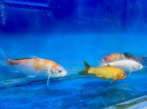 Graceful Koi Fish for a Peaceful Aquarium - thumbnail 2