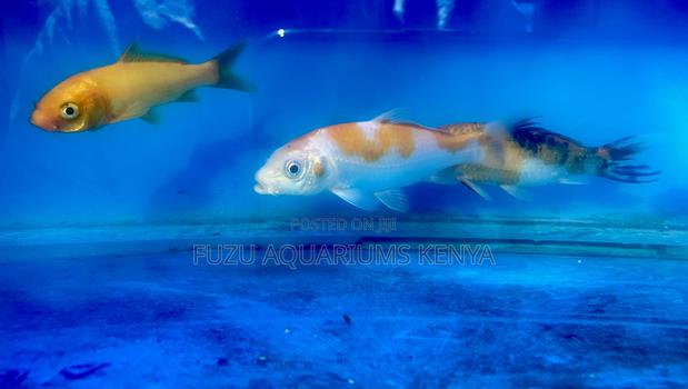 Premium Quality Koi Fish – Now Available - main view