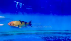 Stunning Koi Fish – Perfect for Indoor or Outdoor Tanks