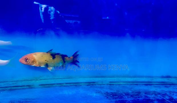 Stunning Koi Fish – Perfect for Indoor or Outdoor Tanks