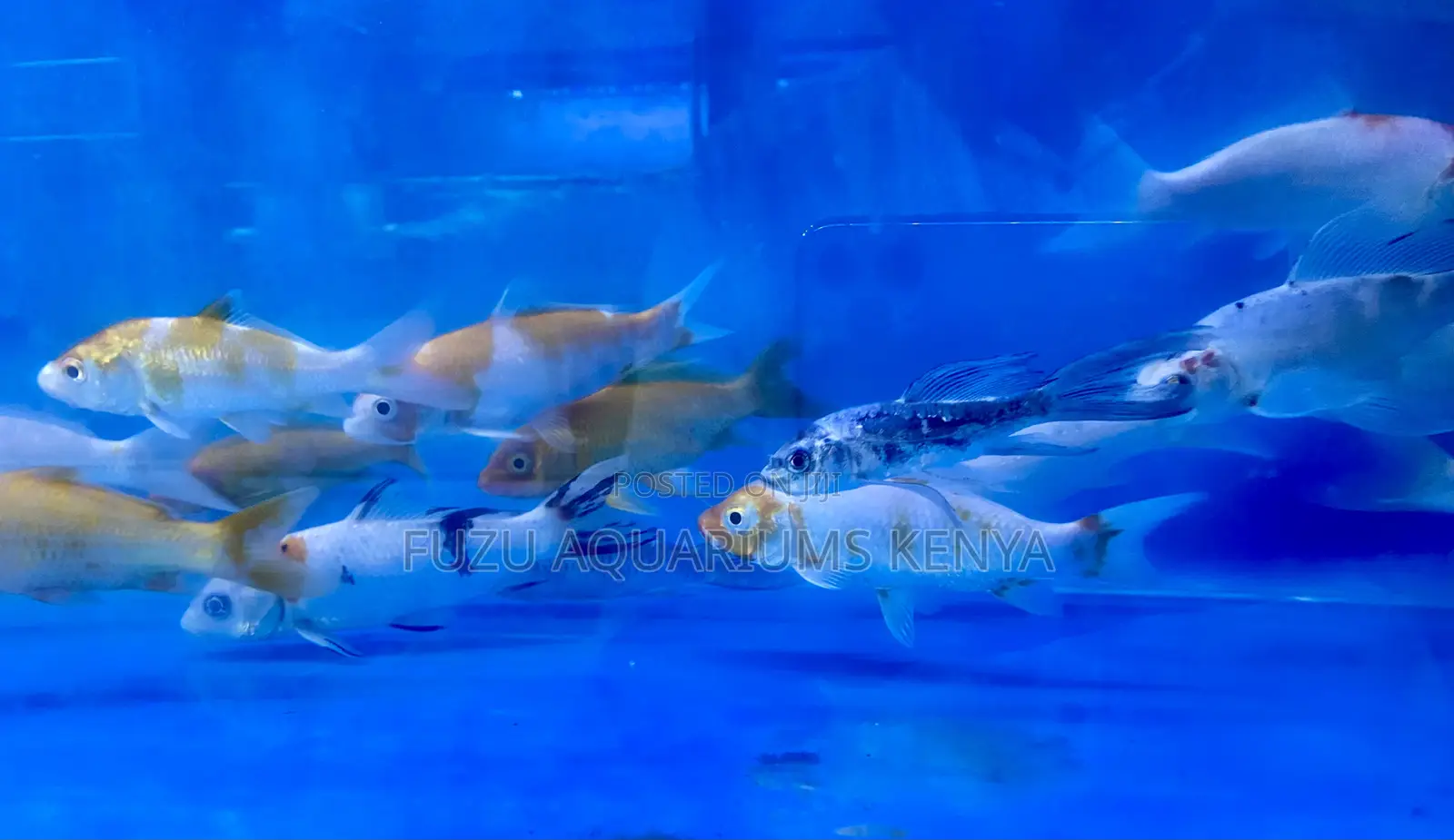 Bring Serenity Home With Our Colorful Koi Fish