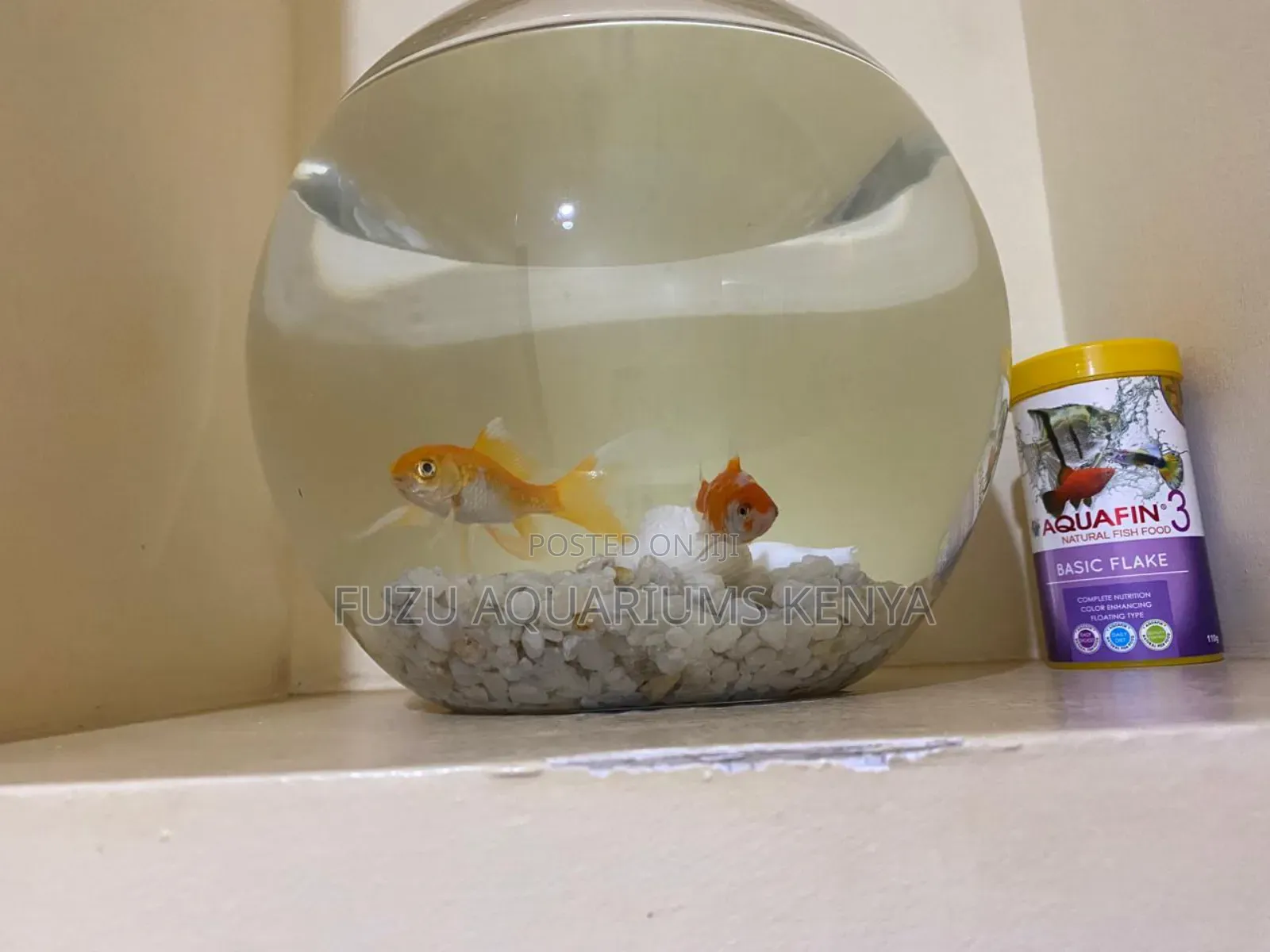 Fish Bowls With Goldfish