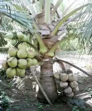 Dwarf Coconut Seedlings
