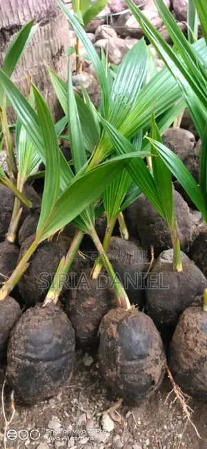 Dwarf Coconut Seedlings
