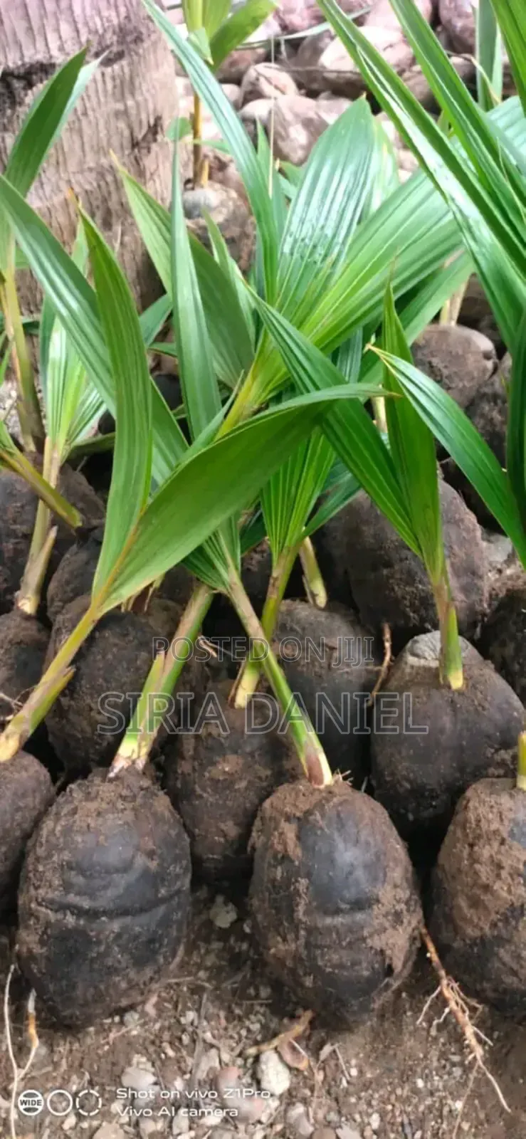 Dwarf Coconut Seedlings