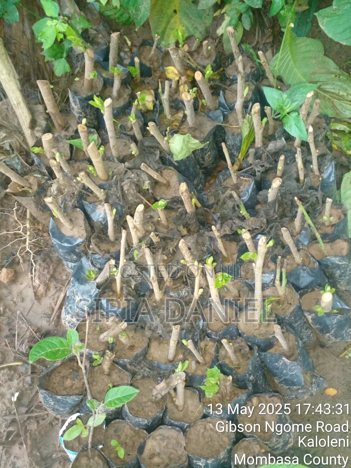 Mulberies Seedlings