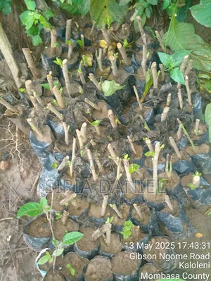 Mulberies Seedlings