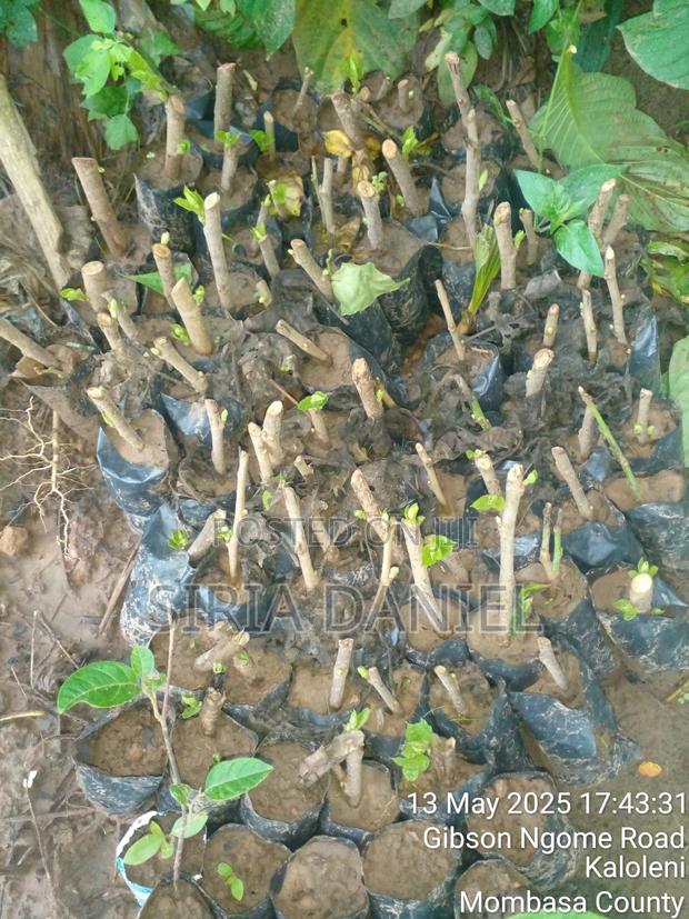 Mulberies Seedlings