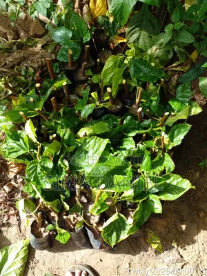 Mulberies Seedlings