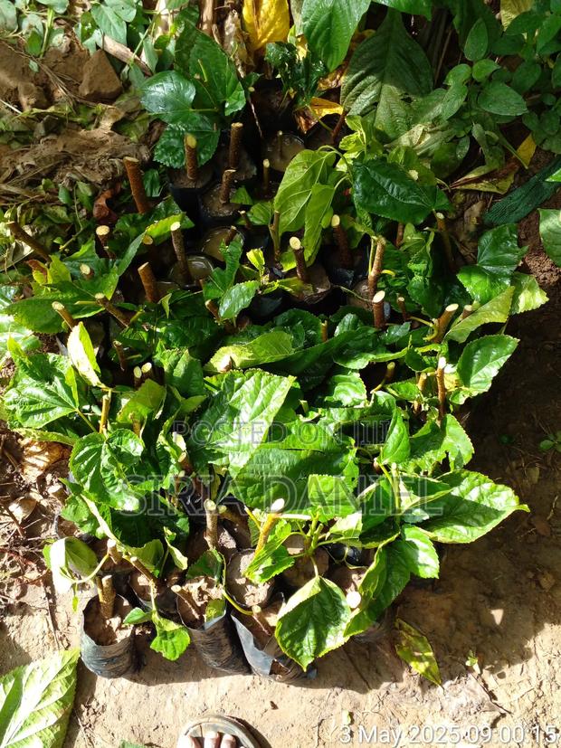 Mulberies Seedlings - thumbnail 2