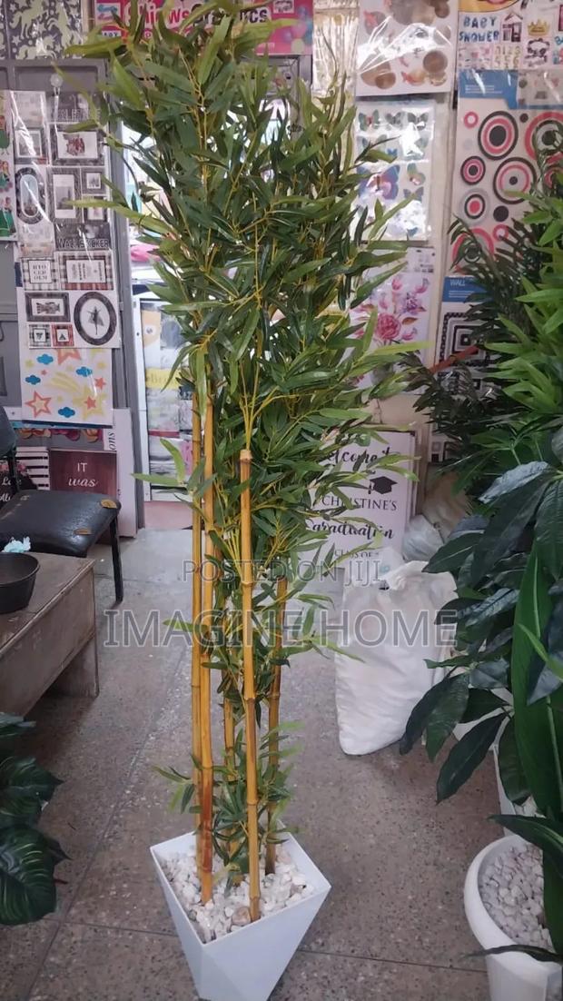 Bamboo Plants