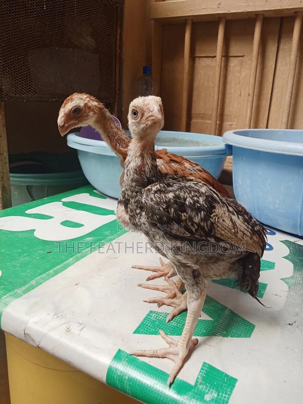 Upcoming Top Quality Kuchi - thumbnail 5