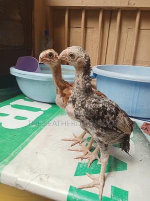 Upcoming Top Quality Kuchi - thumbnail 2