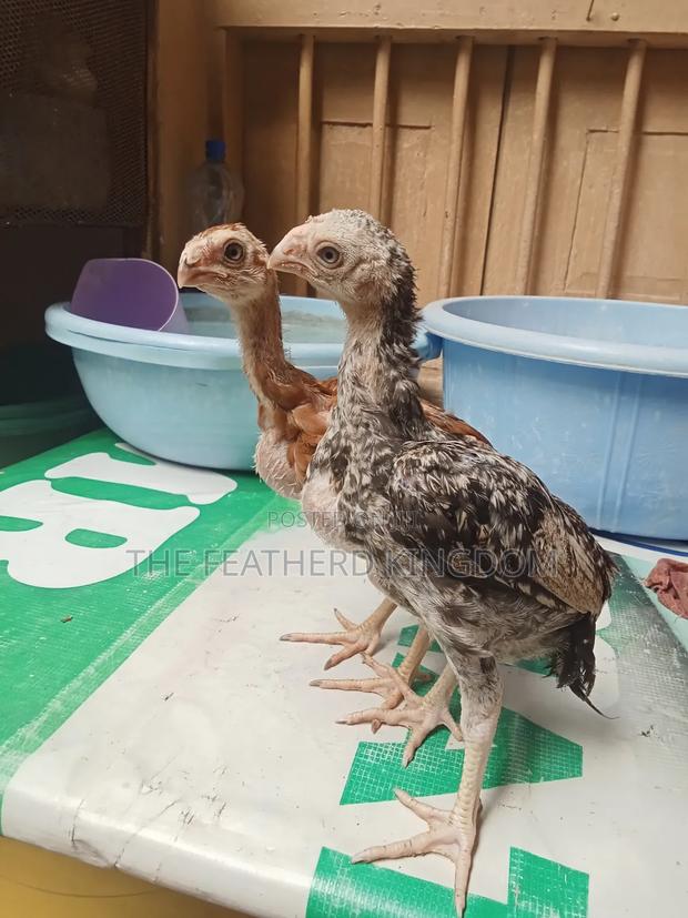 Upcoming Top Quality Kuchi - main view