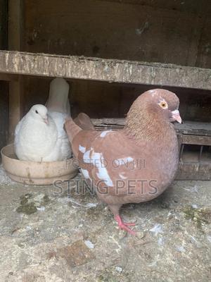 Jumbo Speeds - thumbnail 2