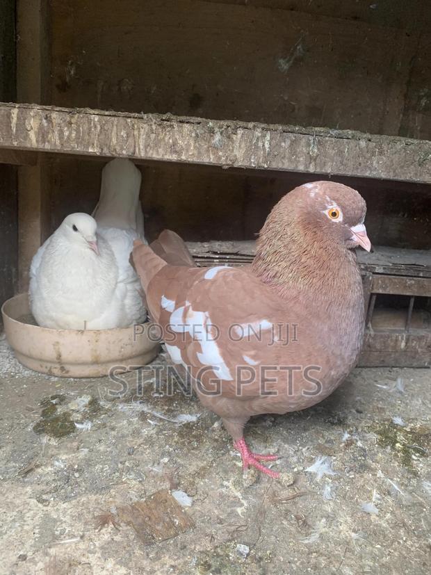 Jumbo Speeds - main view