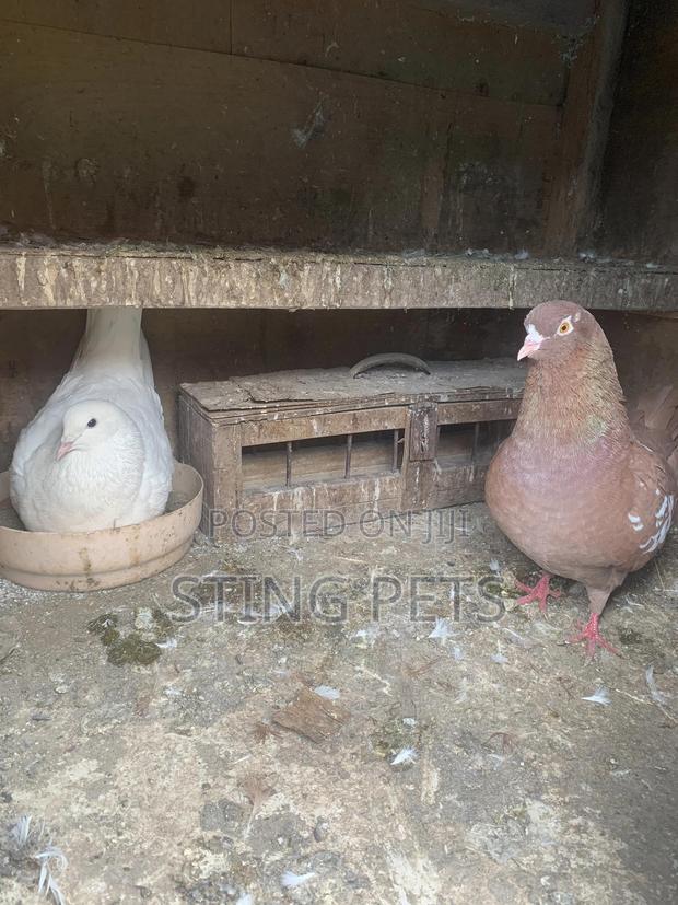 Jumbo Speeds - thumbnail 3