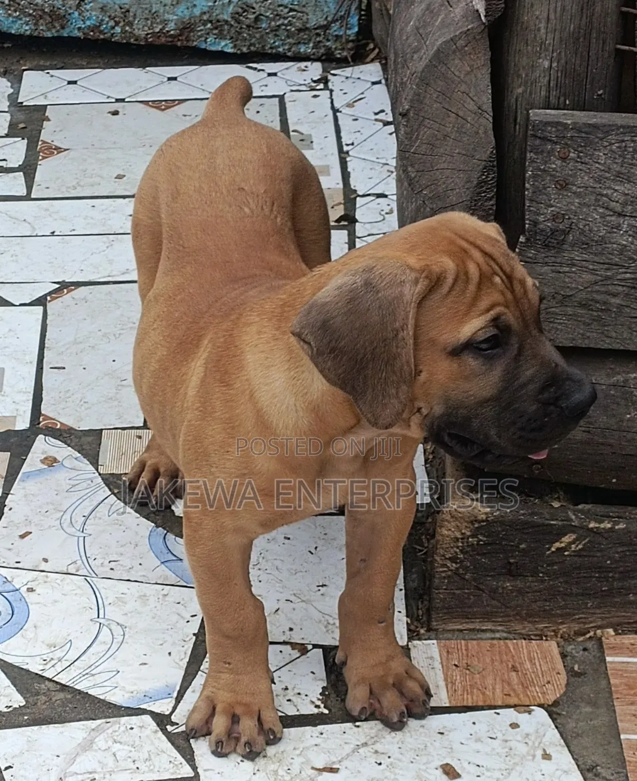 1-3 months Male Purebred Boerboel
