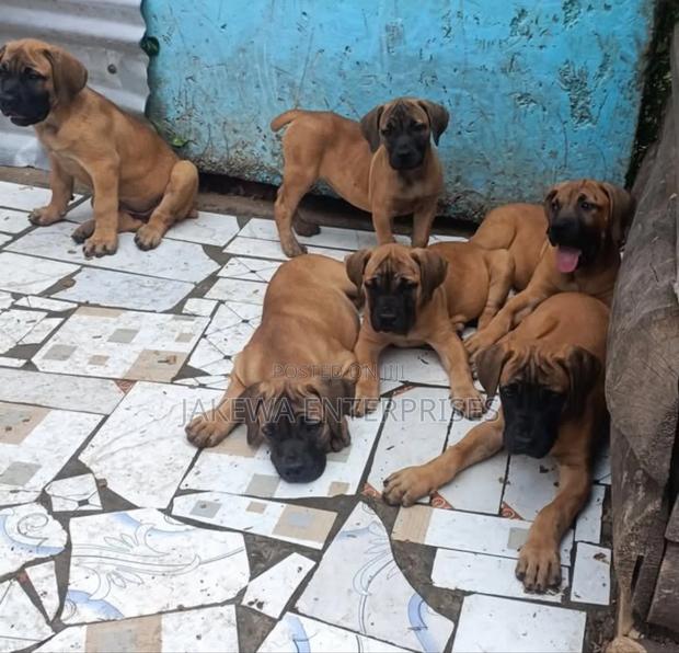 1-3 months Female Purebred Boerboel