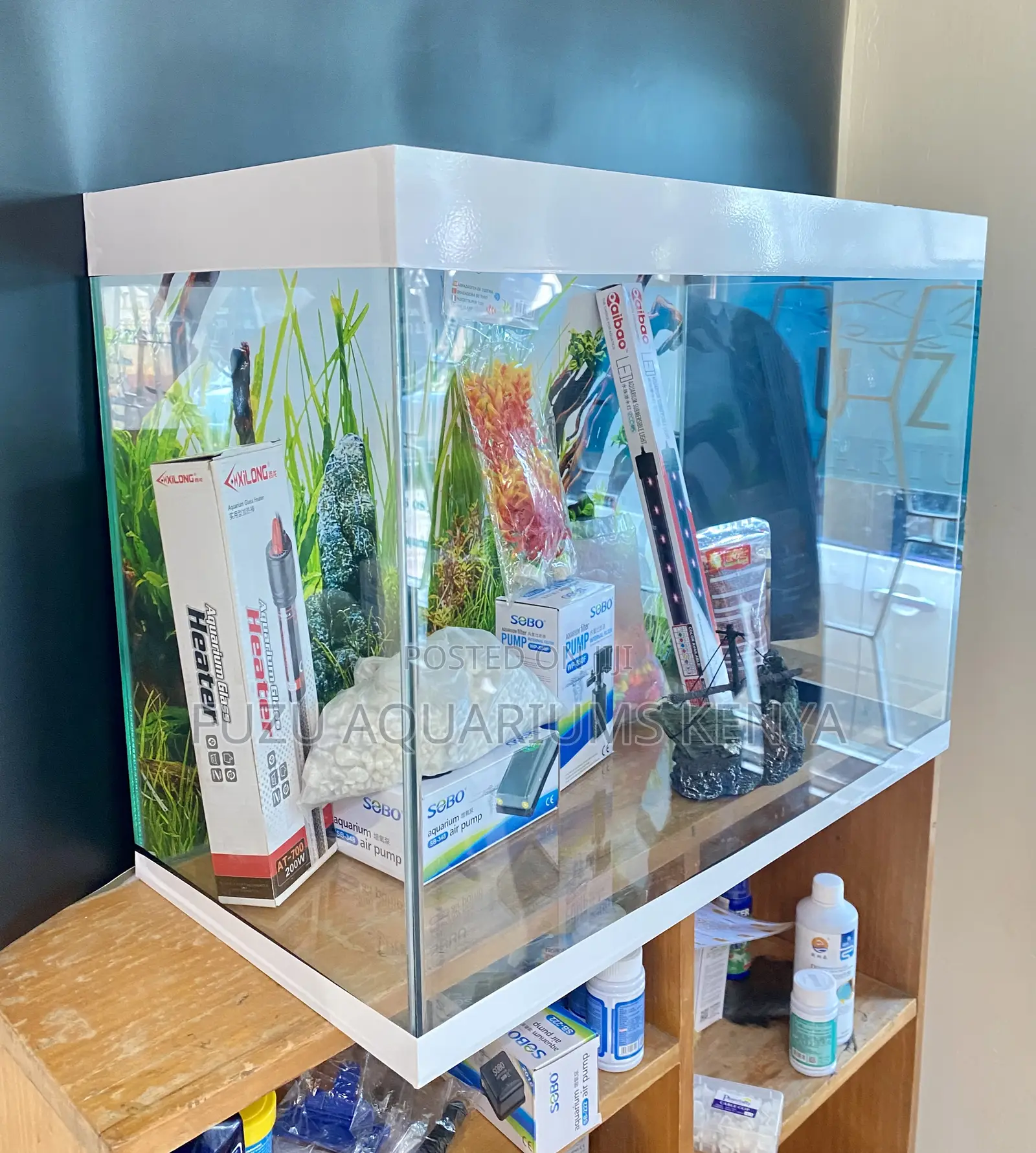 Aquarium Décor That Makes Fish Feel at Home