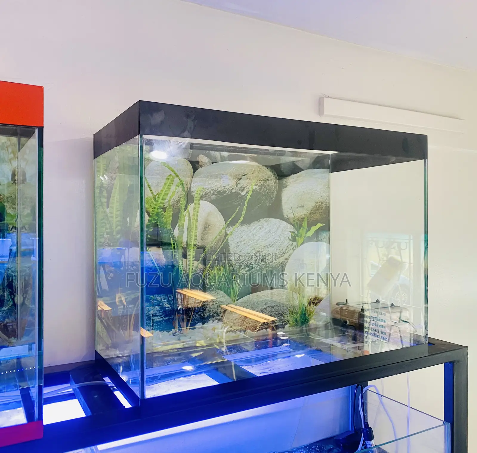 Your Dream Aquarium Delivered in Nairobi