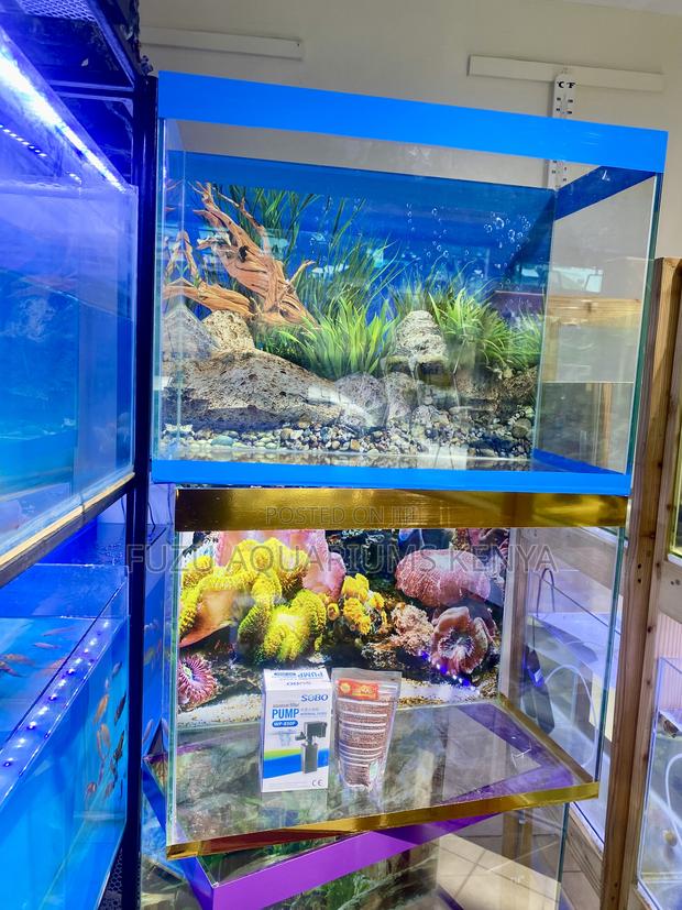 2ft Aquarium With Amazing Visual Appeal - main view