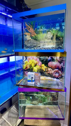 Aquarium Package That Brings Joy Daily
