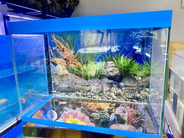 Bright, Calm Cozy Aquarium Setup - main view