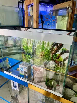 Transform Your Space With a 2ft Aquarium