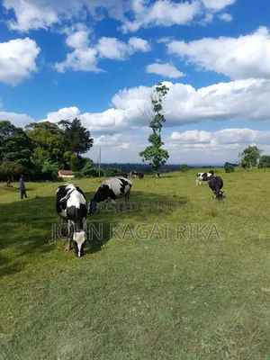 Kiambu Road Tea Area Land