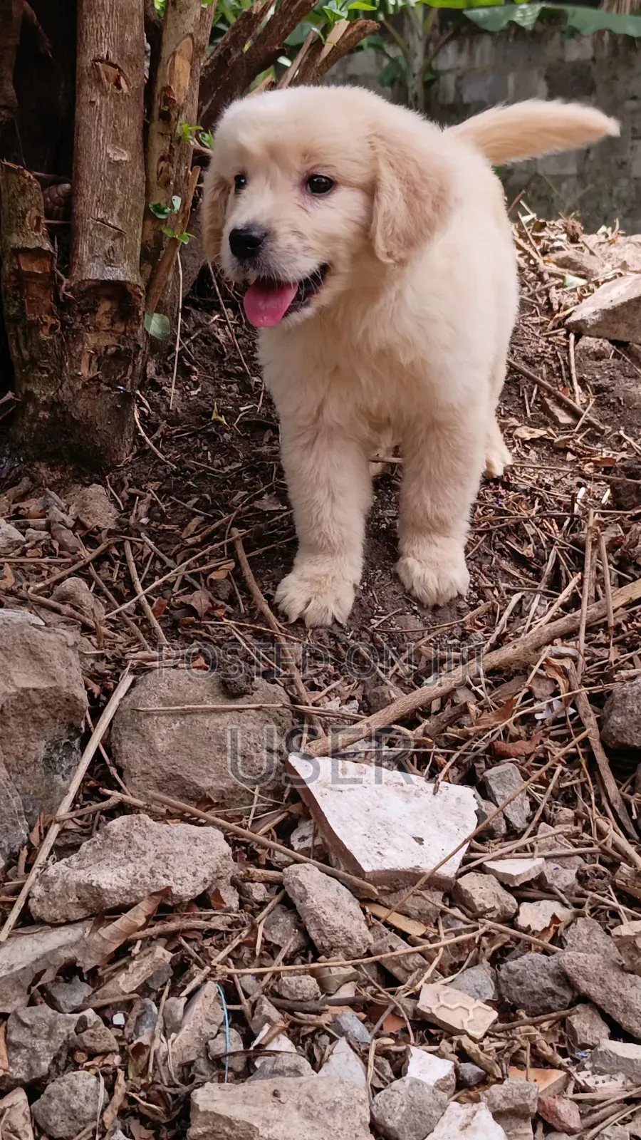 1-3 months Male Purebred Golden Retriever