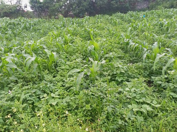 Plot for Sale in Lower Mawanga ( Baraka) - thumbnail 5