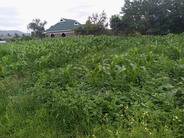 Plot for Sale in Lower Mawanga ( Baraka) - thumbnail 6
