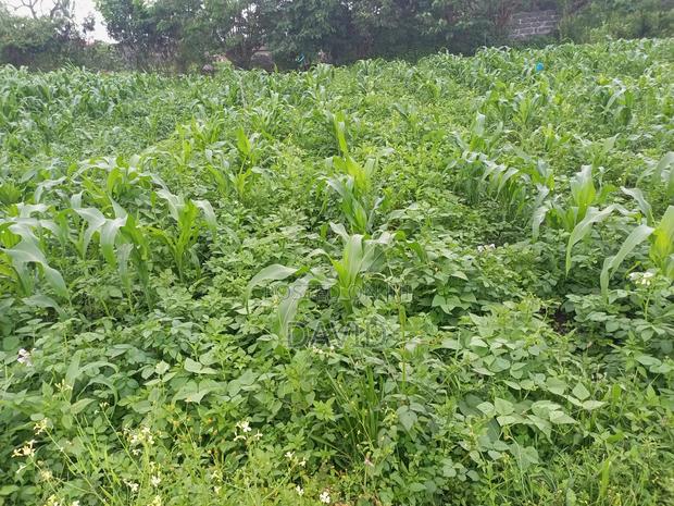 Plot for Sale in Lower Mawanga ( Baraka) - thumbnail 7