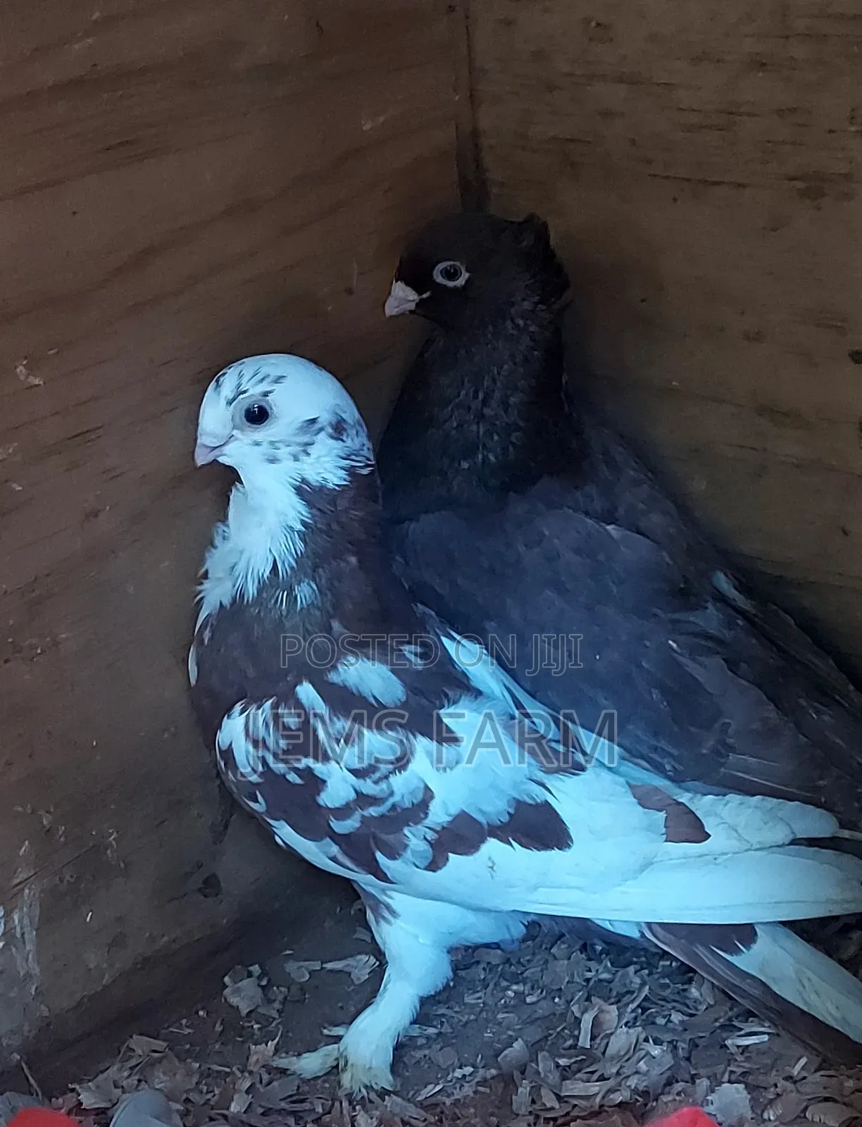 Mature Shortbeak Pegions Pair
