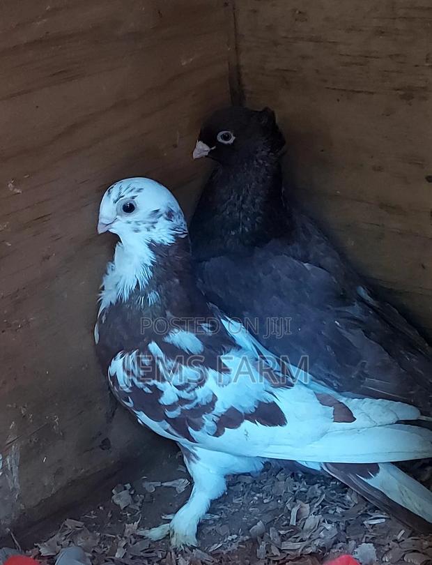 Mature Shortbeak Pegions Pair - main view