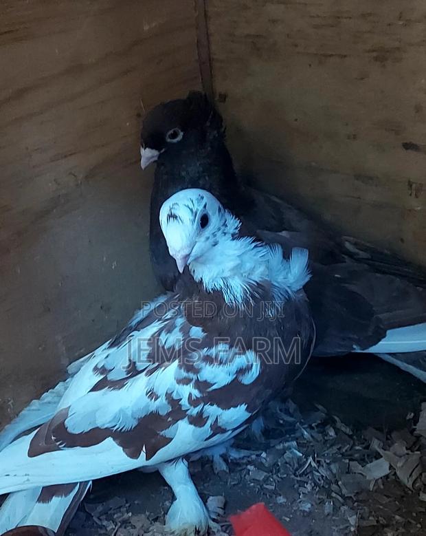 Mature Shortbeak Pegions Pair - thumbnail 2