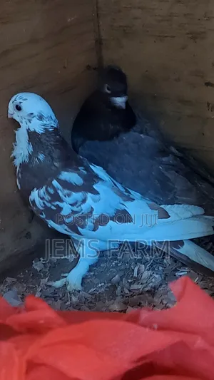 Mature Shortbeak Pegions Pair