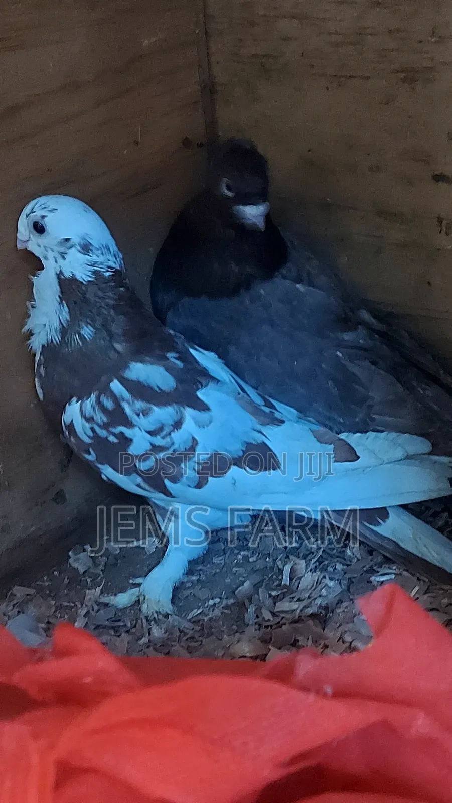 Mature Shortbeak Pegions Pair