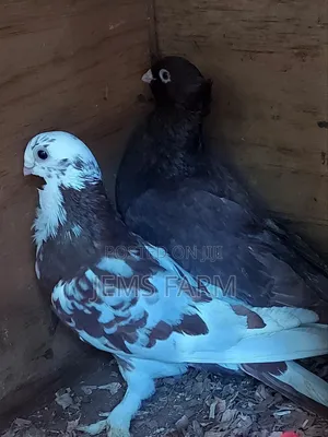 Mature Shortbeak Pegions Pair