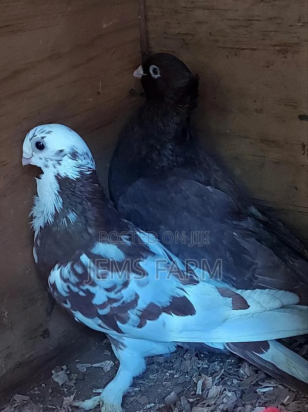 Mature Shortbeak Pegions Pair - thumbnail 4