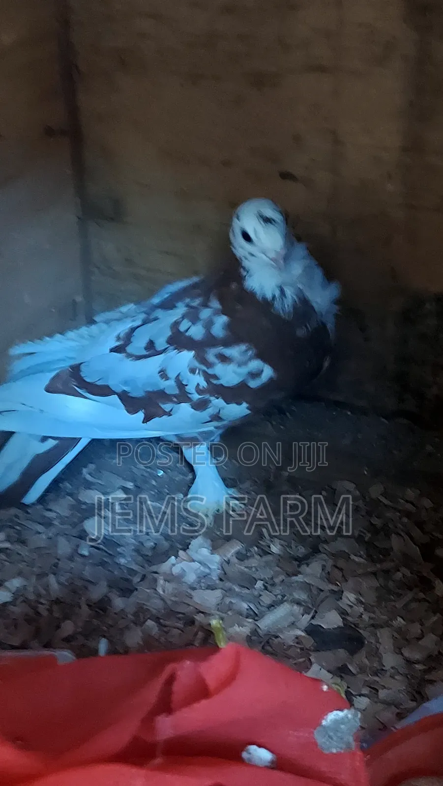Mature Shortbeak Pegions Pair