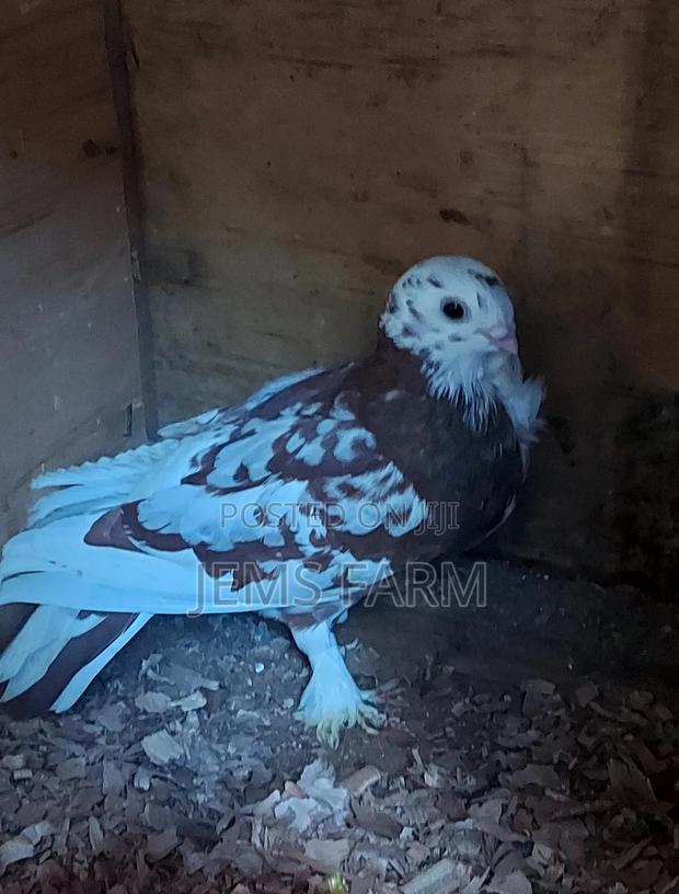 Mature Shortbeak Pegions Pair - thumbnail 6