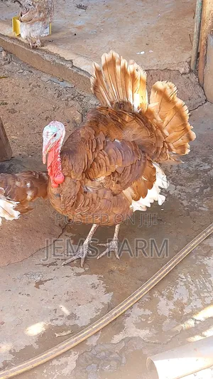 Mature Red Bourbon Turkey Male