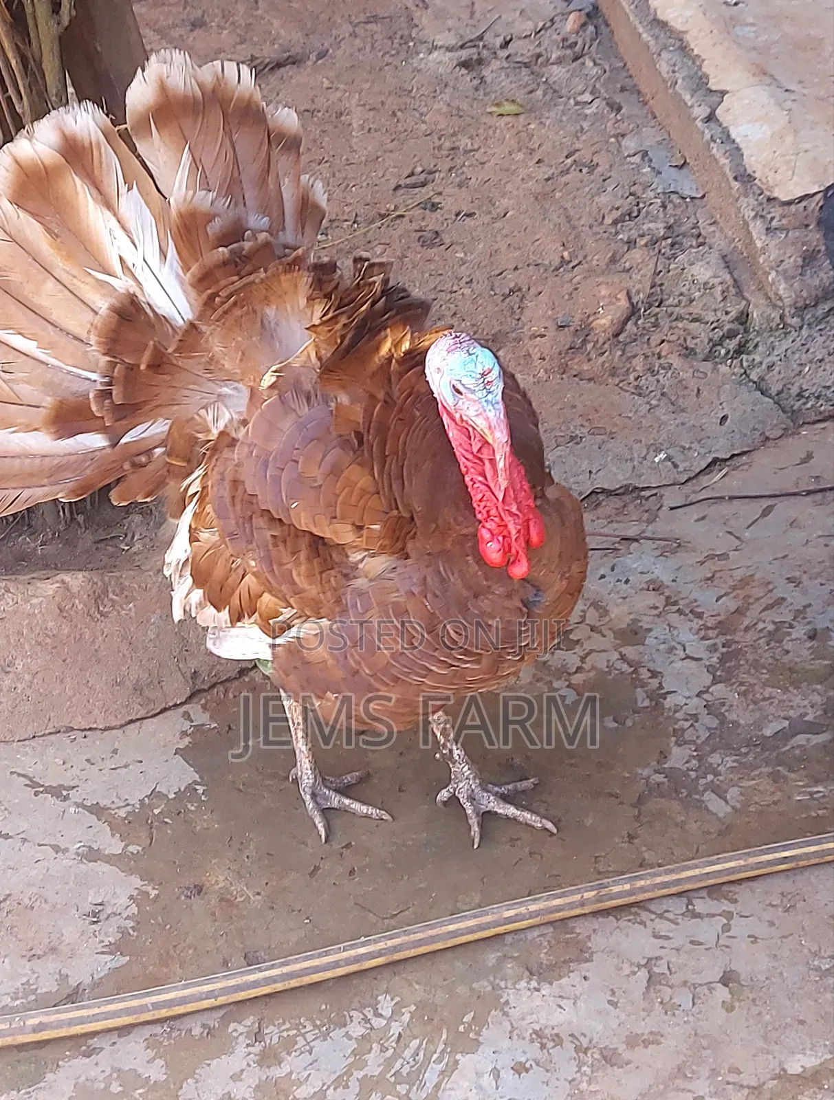 Mature Red Bourbon Turkey Male